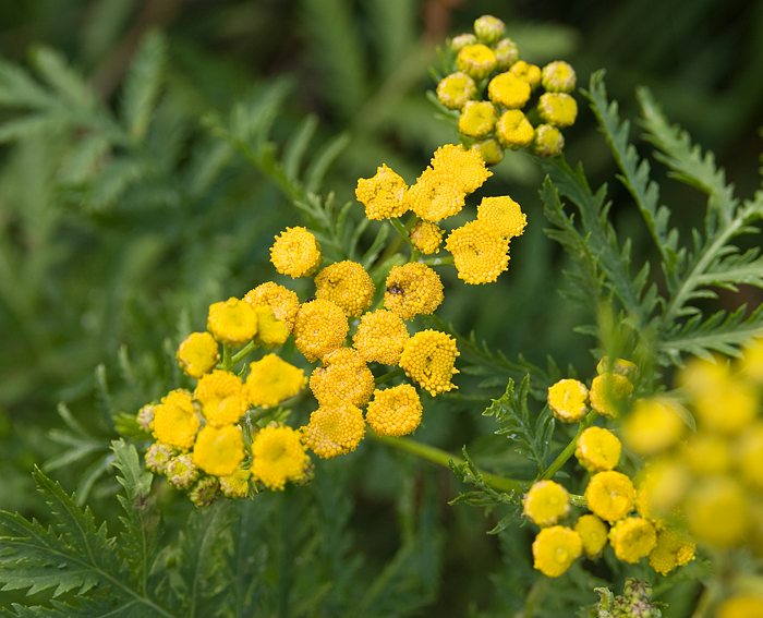 Rainfarn (Tanacetum vulgare)