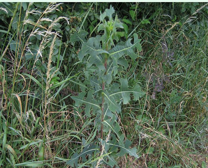 Kompasslattich (Lactuca serriola)