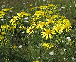 Jakobskreuzkraut (Senecio jacobaea) [3850 views]