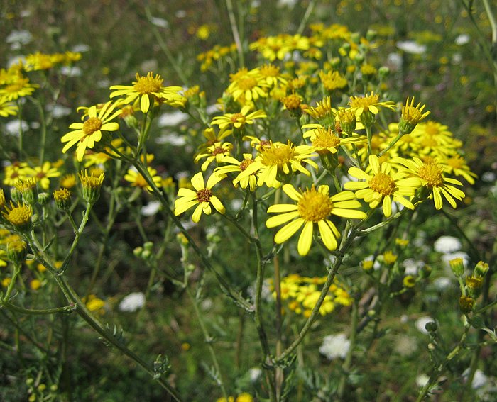 Jakobskreuzkraut (Senecio jacobaea)