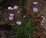 Blauer Lattich (Lactuca perennis) [3705 views]