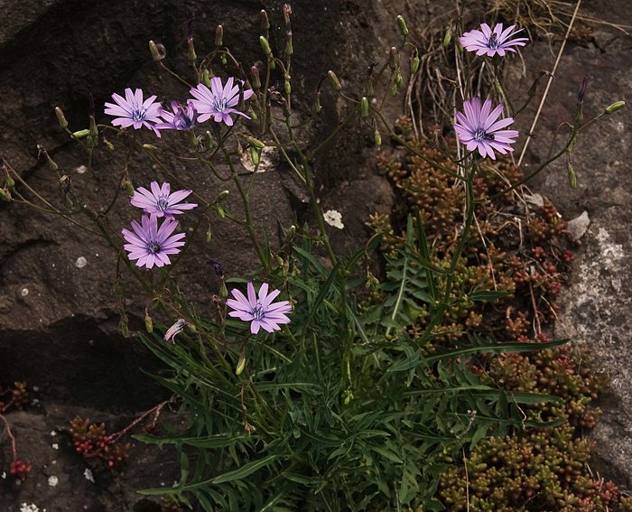 Blauer Lattich (Lactuca perennis)