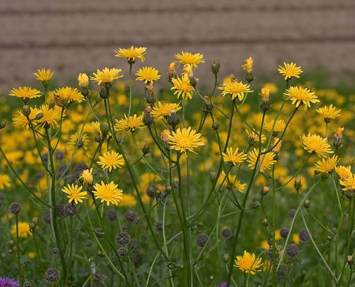 Wiesen-Pippau (Crepis biennis)