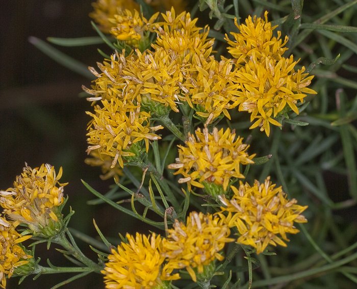 Goldhaaraster (Aster linosyris)