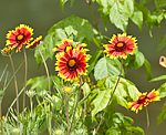 Rot-Gelbe Kokardenblume (Gaillardia aristata) [2921 views]