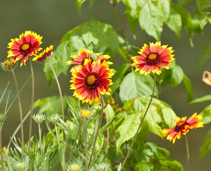 Rot-Gelbe Kokardenblume (Gaillardia aristata)