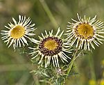 Golddistel (Carlina vulgaris) [3110 views]