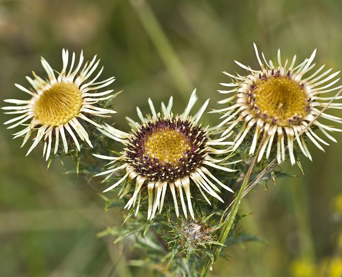 Golddistel (Carlina vulgaris)