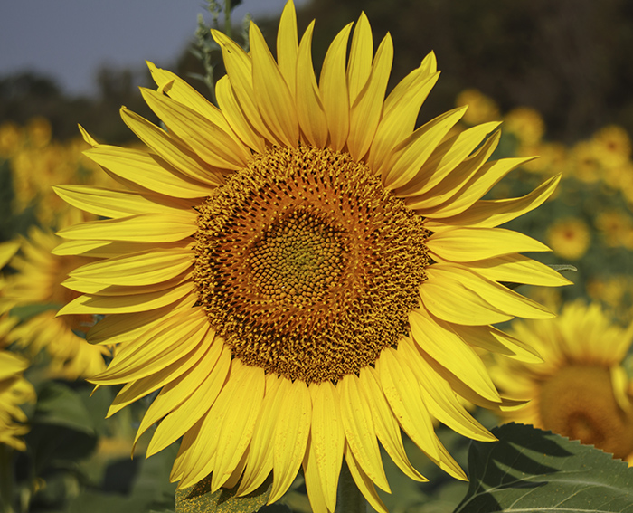 Sonnenblume (Helianthus annuus)