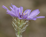 Blaue Rasselblume (Catananche caerulea) [1397 views]