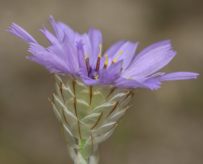 Blaue Rasselblume (Catananche caerulea)