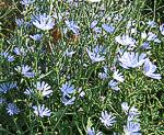 Wegwarte (Cichorium intybus), Gewhnliche- [3618 views]