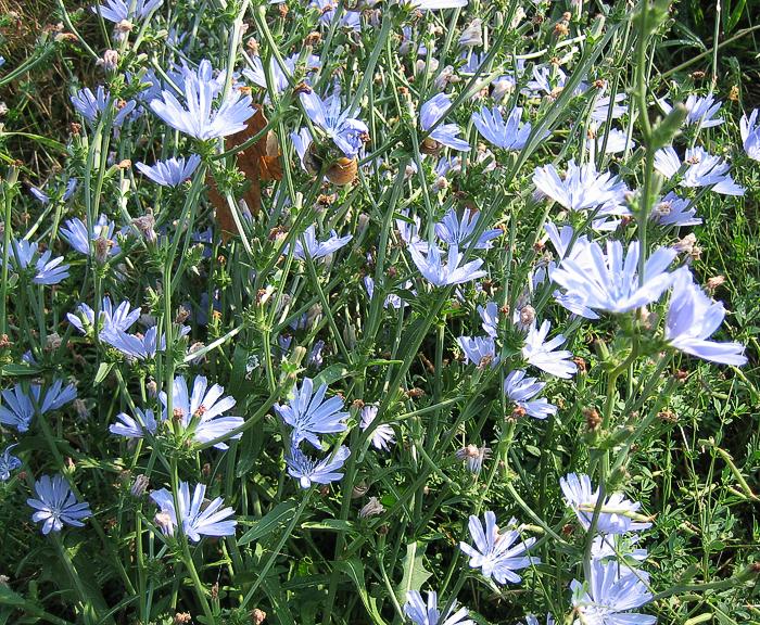 Wegwarte (Cichorium intybus), Gewhnliche-