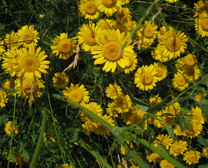 Frberkamille (Anthemis tinctoria)