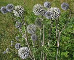 Kugeldistel (Echinops sphaerocephalus), Bienen- [3434 views]