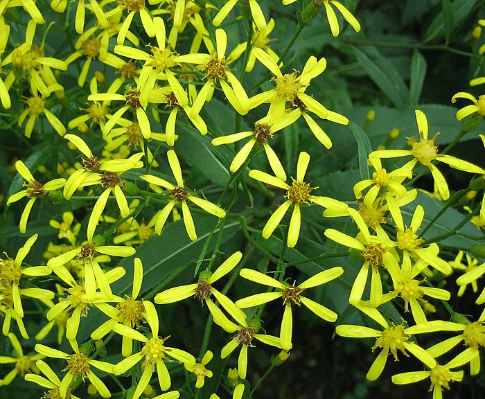 Fuchskreuzkraut (Senecio fuchsii)