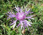 Flockenblume (Centaurea jacea), Wiesen- [4144 views]