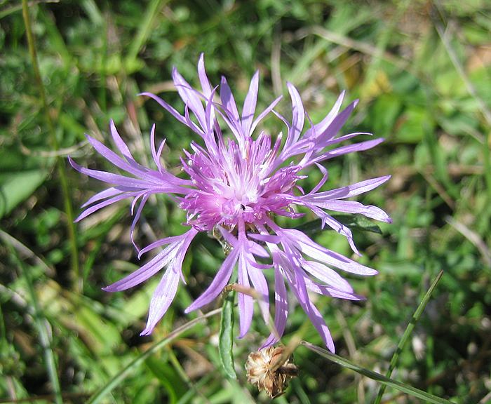 Flockenblume (Centaurea jacea), Wiesen-