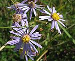 Berg-Aster (Aster amellus) [3663 views]