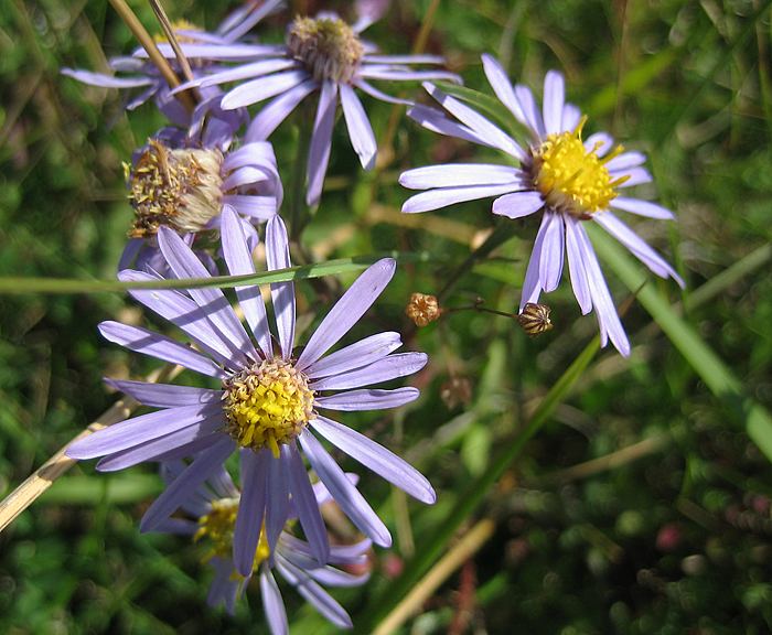 Berg-Aster (Aster amellus)