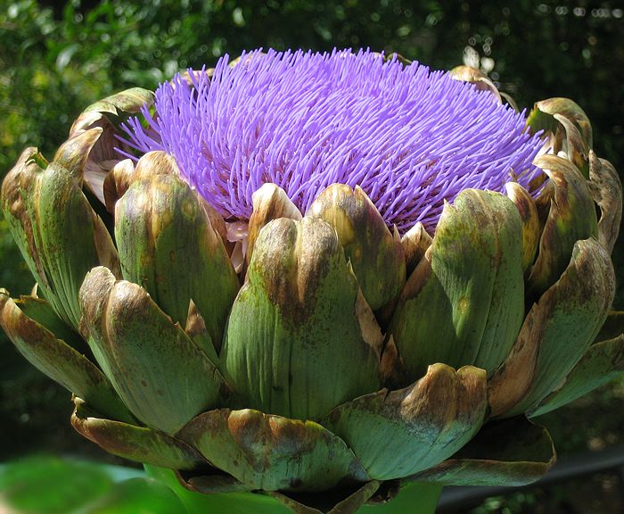 Artischocke (Cynara scolymus)