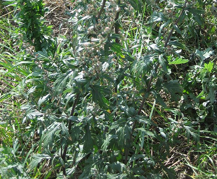 Beifu (Artemisia vulgaris)