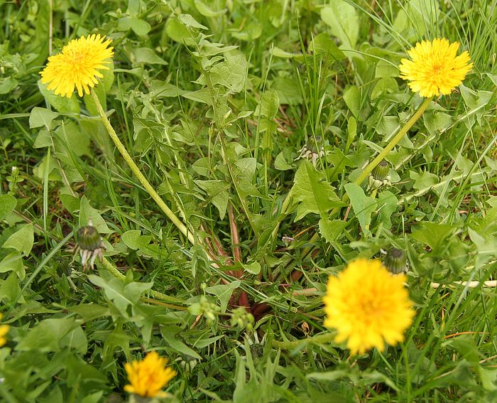 Lwenzahn (Taraxacum officinale)