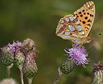 Distel (Cirsium arvense) Acker-Kratz- [3399 views]