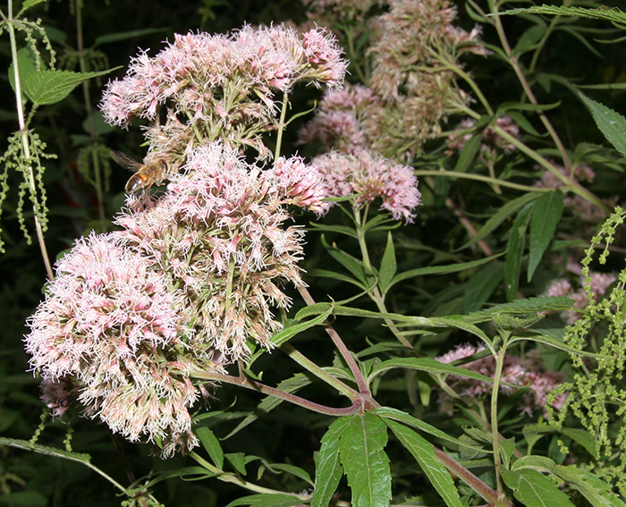 Wasserdost (Eupatorium cannabinum)