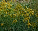 Goldrute (Solidago gigantea), Riesen- [3493 views]