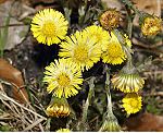 Huflatich (Tussilago farfara) [3862 views]