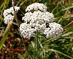 Schafgarbe (Achillea millefolium), Gemeine- [3714 views]