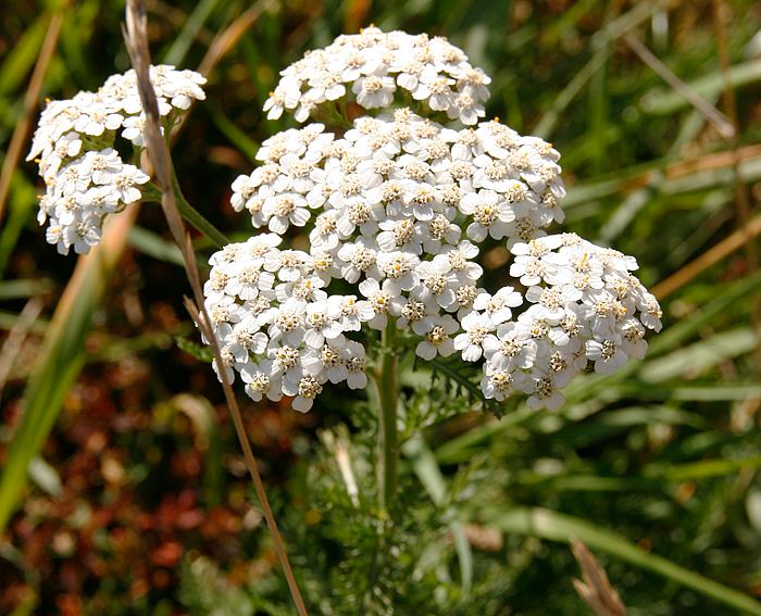 Schafgarbe (Achillea millefolium), Gemeine-