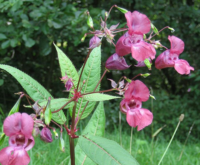 Indisches Springkraut (Impatiens glandulifera)