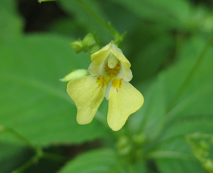 Kleinbltiges Springkraut (Impatiens parviflora)