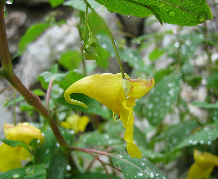 Echtes Springkraut (Impatiens noli-tangere)