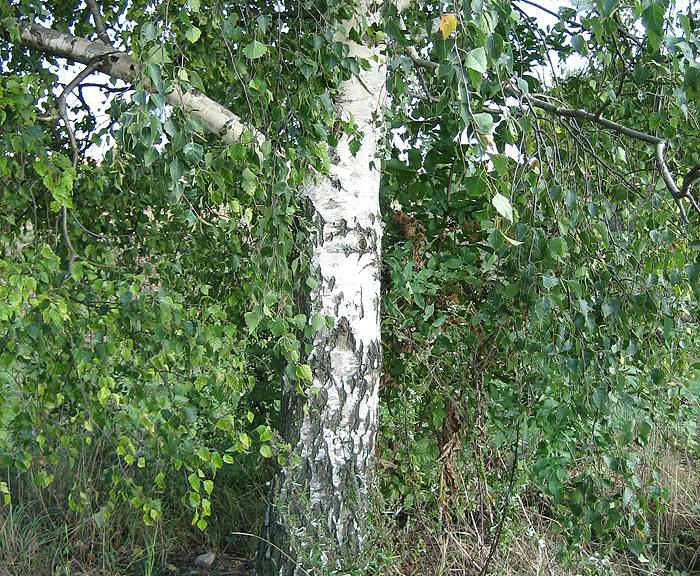 Birke (Betula pendula)