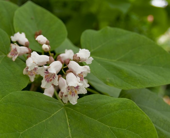 Trompetenbaum (Catalpa bignonioides)