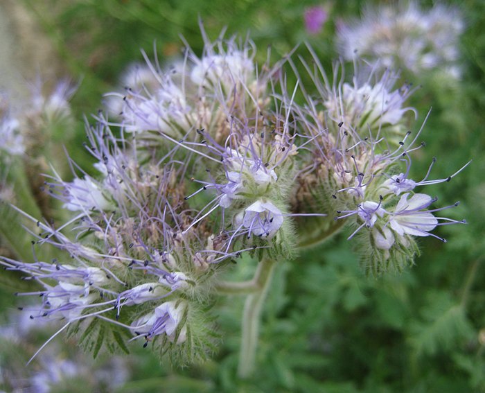 Rainfarn-Phazelie (Phacelia tanacetifolia)