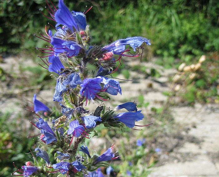 Natternkopf (Echium vulgare), Gemeiner