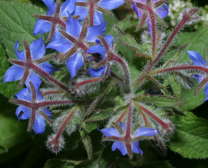 Borretsch (Borago officinalis)