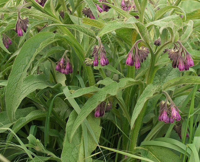 Gewhnlicher Beinwell (Symphytum officinale)