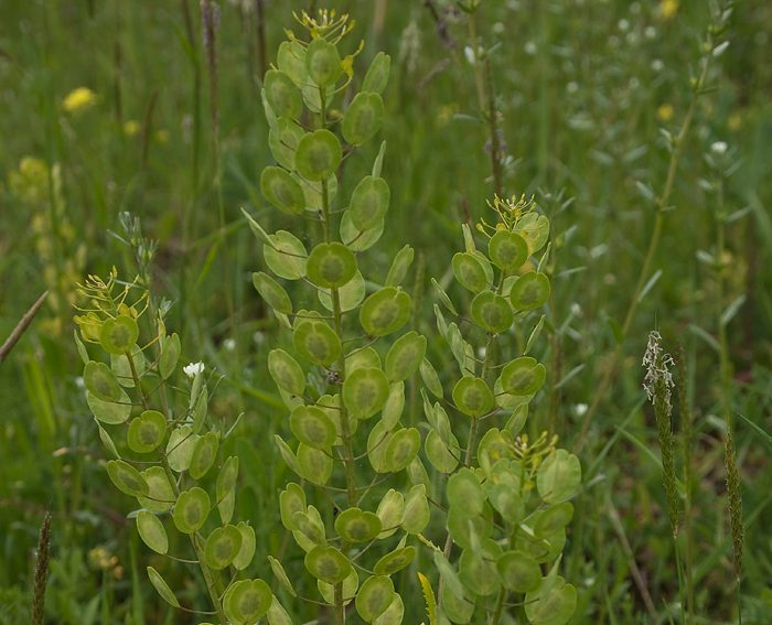 Acker-Hellerkraut (Thlaspi arvense)