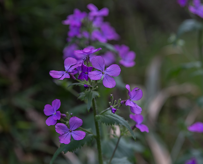 Einjhriges Silberblatt (Lunaria annua)