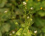 Knoblauchsrauke (Alliaria petiolata) [4376 views]