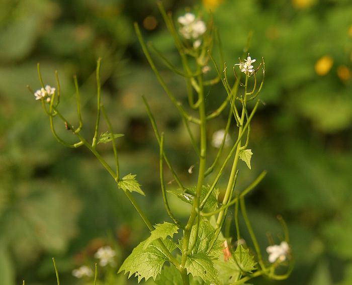 Knoblauchsrauke (Alliaria petiolata)