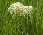 Pfeilkresse (Cardaria draba) [3287 views]