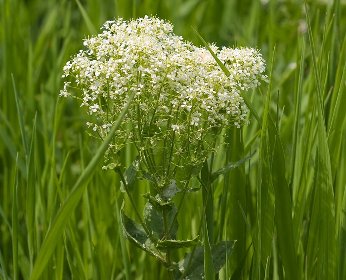 Pfeilkresse (Cardaria draba)