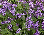 Silberblatt (Lunaria annua), Einjhriges- [4348 views]