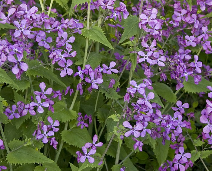 Silberblatt (Lunaria annua), Einjhriges-